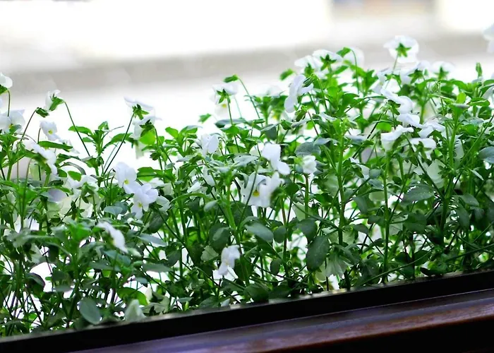 Bimba & Free Parking Apartment